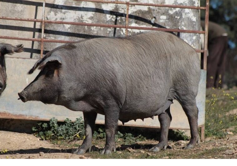 La ancestral vinculación del cerdo Ibérico con la dehesa aún se mantiene para un porcentaje significativo de su censo.