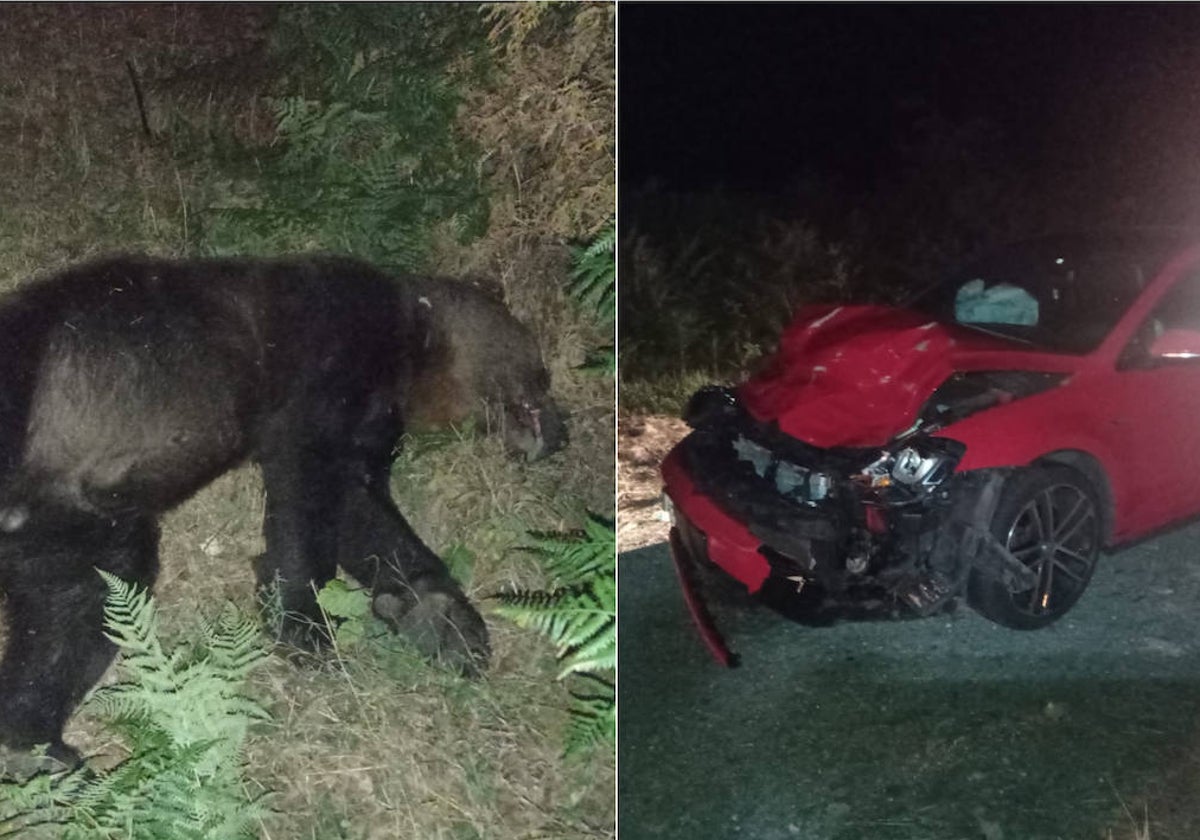 El oso fallecido al ser atropellado por un turismo.