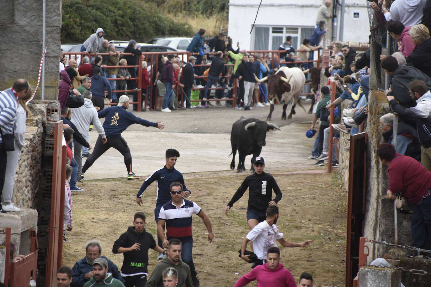 Fulminante último encierro de Pereña de la Ribera