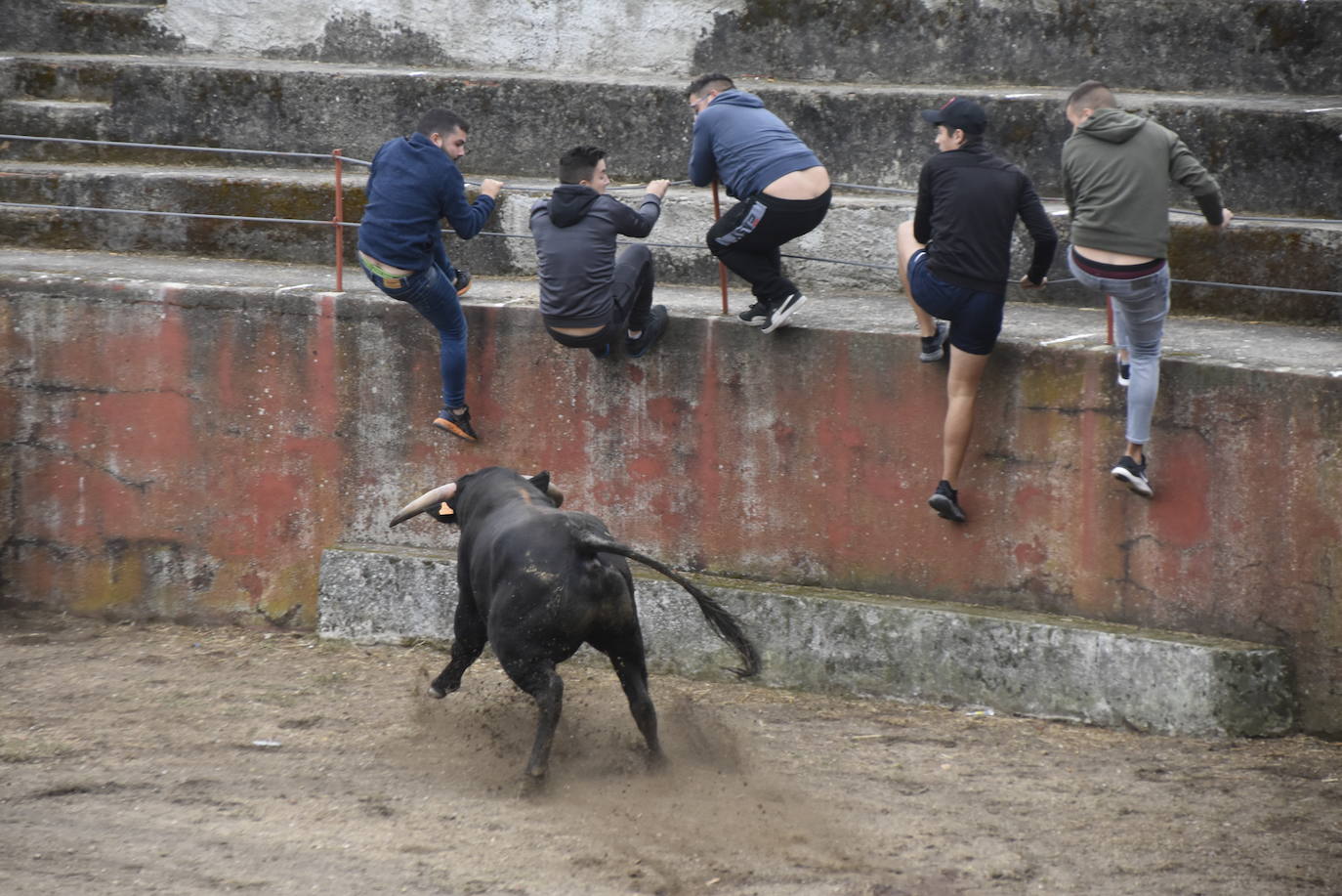 Fulminante último encierro de Pereña de la Ribera