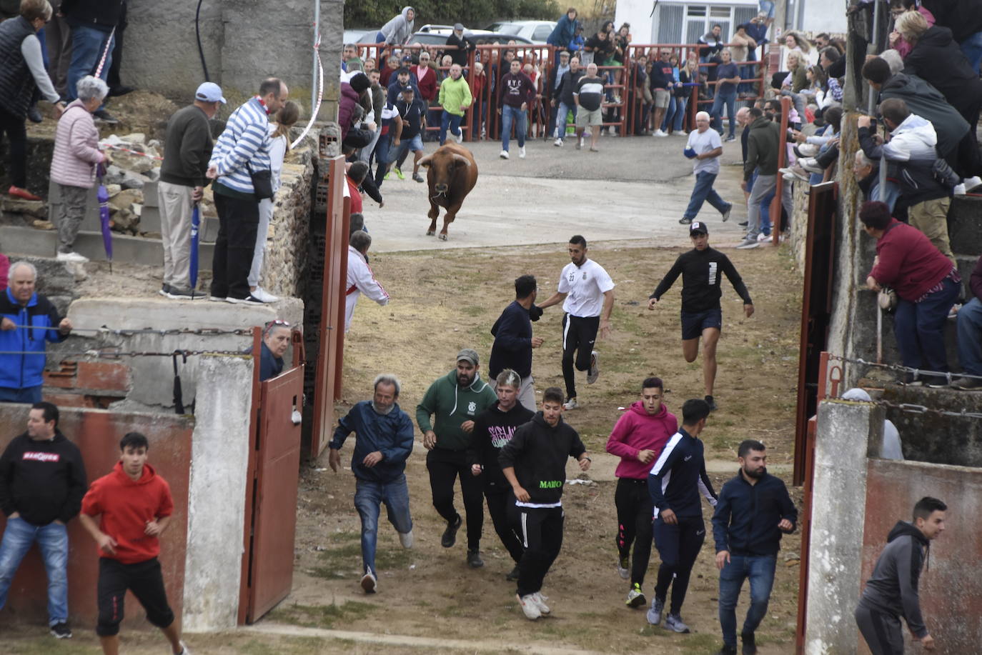 Fulminante último encierro de Pereña de la Ribera