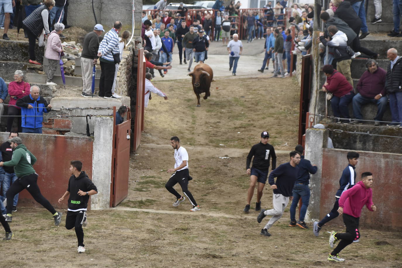 Fulminante último encierro de Pereña de la Ribera