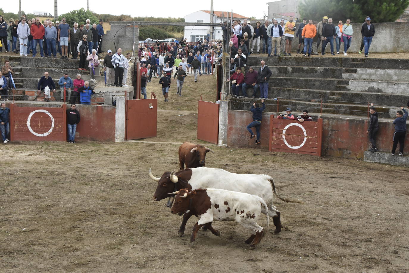 Fulminante último encierro de Pereña de la Ribera