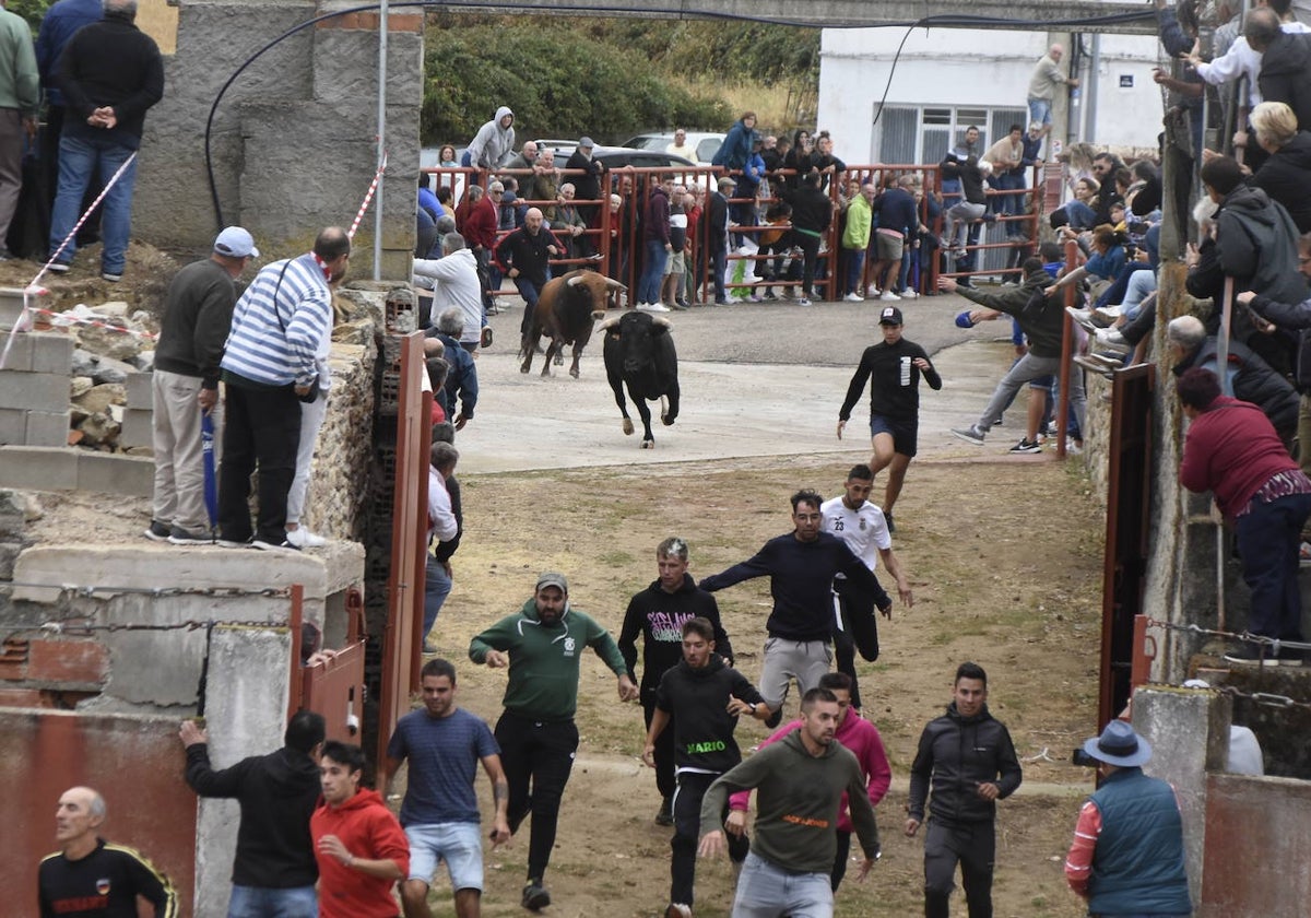 Fulminante último encierro de Pereña de la Ribera