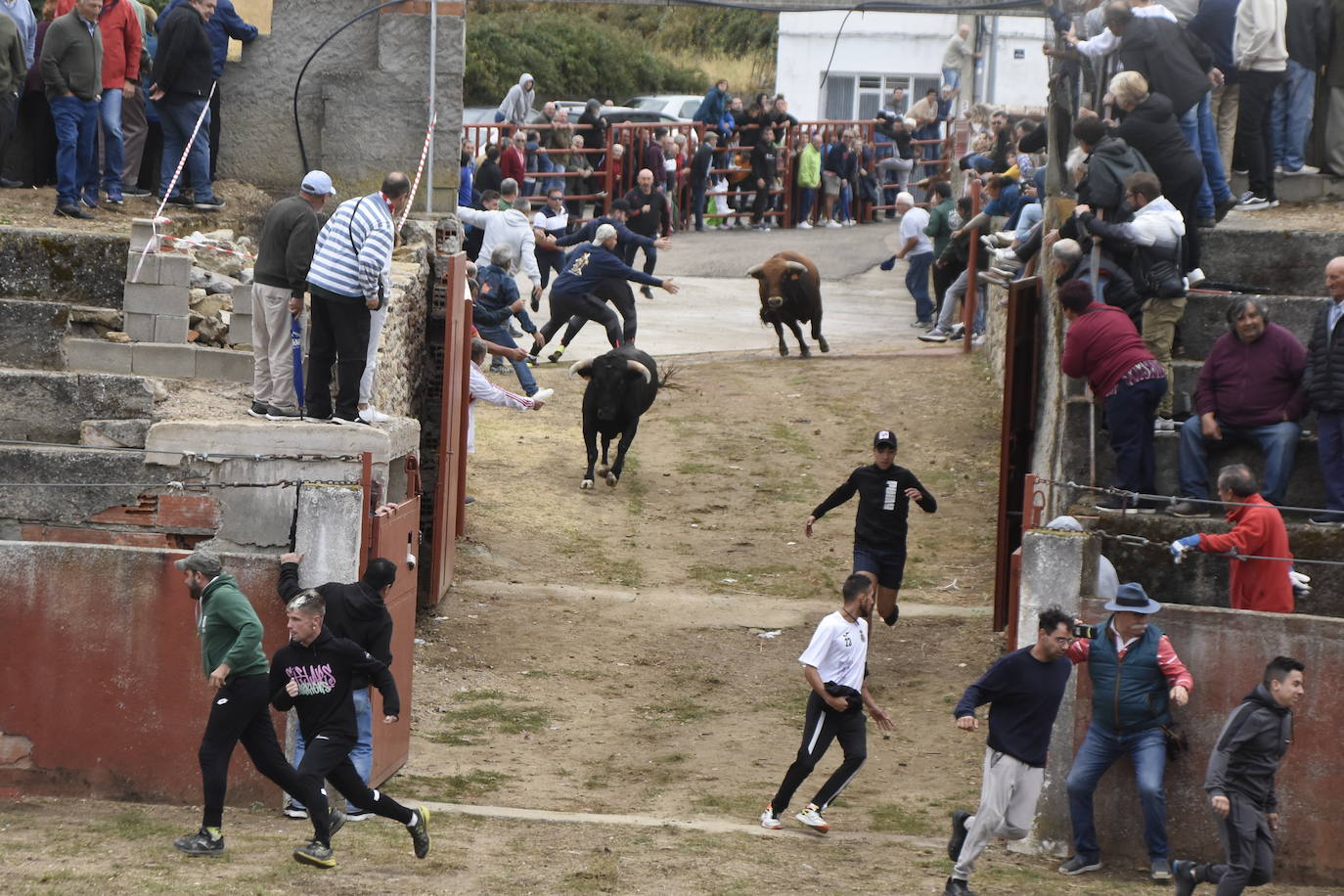 Fulminante último encierro de Pereña de la Ribera