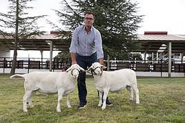 Pablo Jiménez con Copito y Evelito, nacidos para ser sementales.
