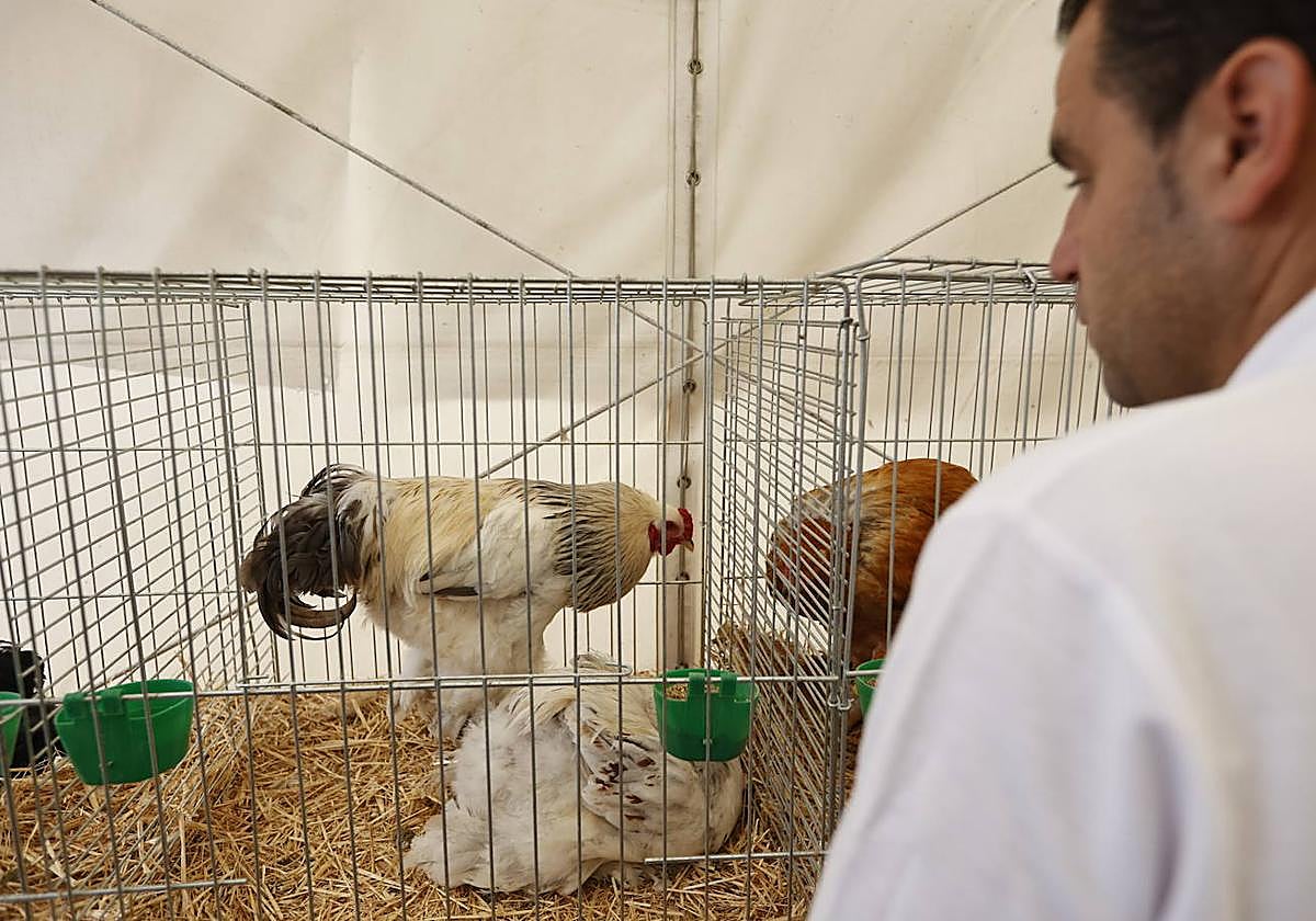 Pareja de la raza bahama, en la nave de aviar.