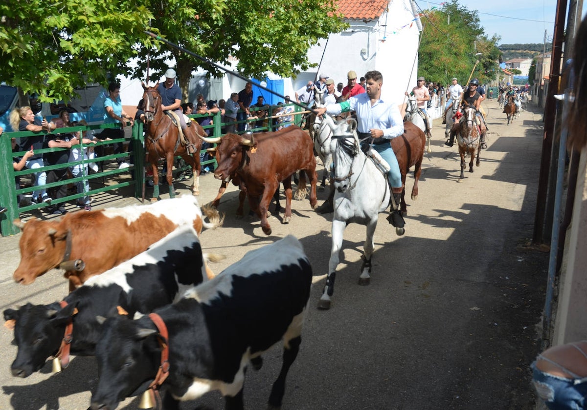 Encierro a caballo por las calles de Aldehuela de Yeltes