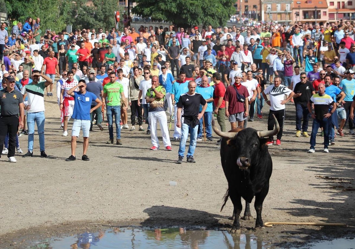 El Toro de la Vega.