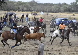 La díscola vaquilla de Rollanejo llevada por los caballistas hacia los corrales municipales