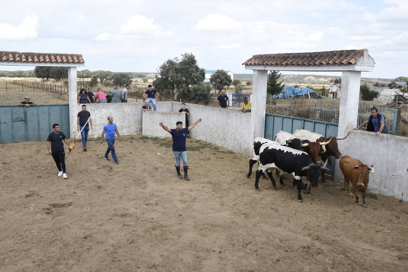 Encierro con caballos y una vaquilla díscola