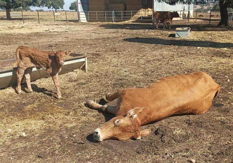 El Ministerio destaca el papel de los veterinarios de las comunidades con la EHE