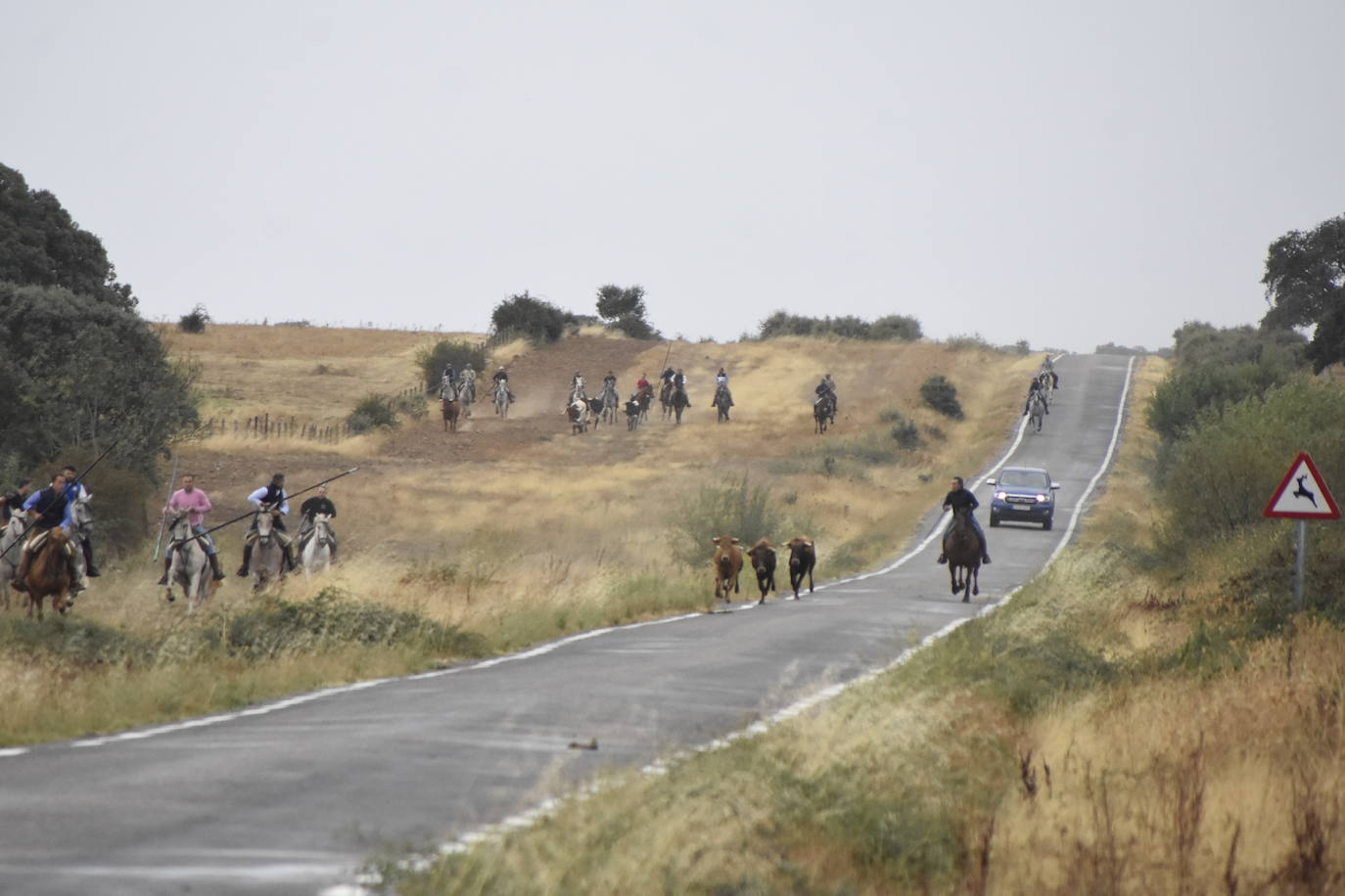 El agua no espanta ni a público ni a vacas en Aldehuela de Yeltes