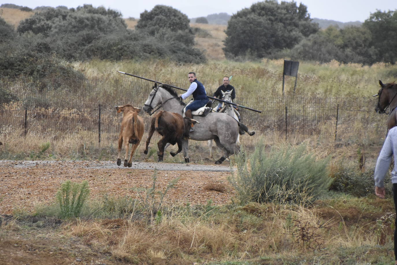 El agua no espanta ni a público ni a vacas en Aldehuela de Yeltes