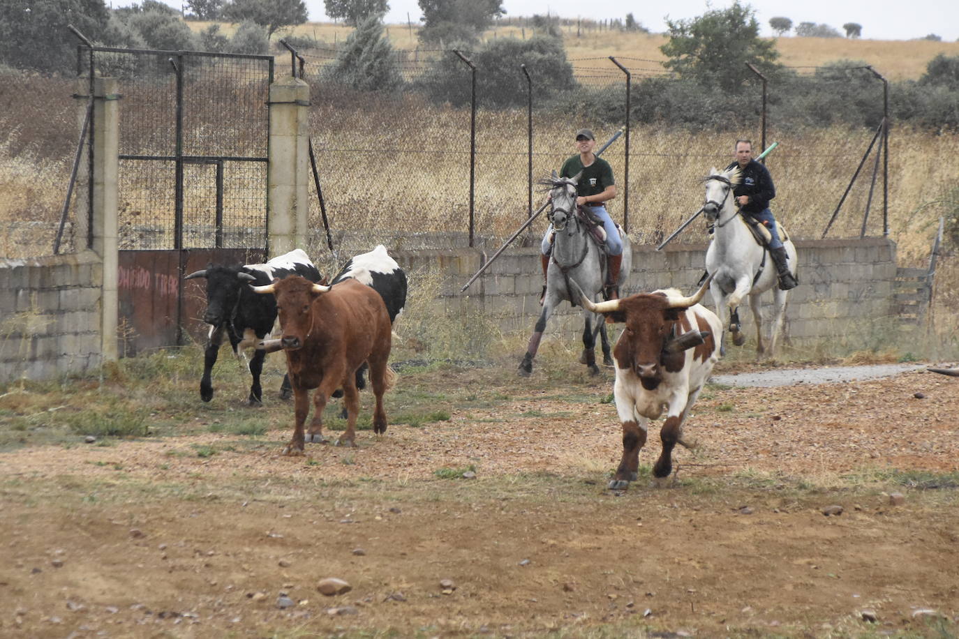 El agua no espanta ni a público ni a vacas en Aldehuela de Yeltes