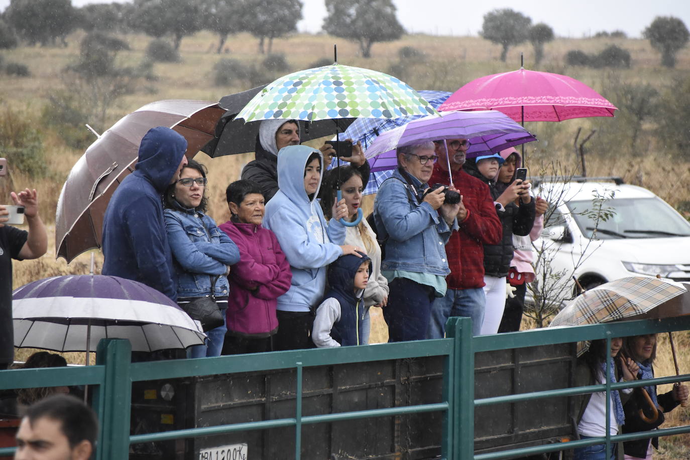 El agua no espanta ni a público ni a vacas en Aldehuela de Yeltes