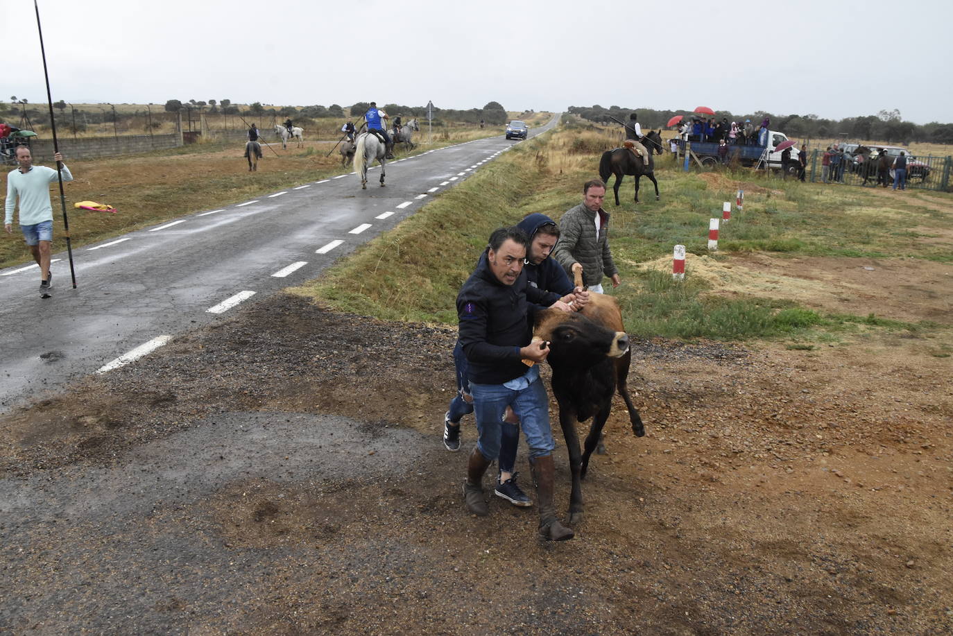 El agua no espanta ni a público ni a vacas en Aldehuela de Yeltes