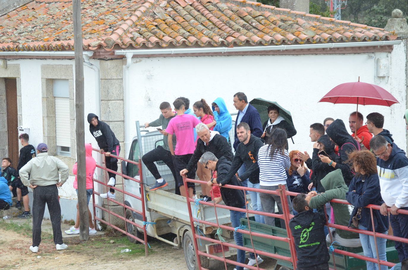 Novillo a la fuga en Barruecopardo