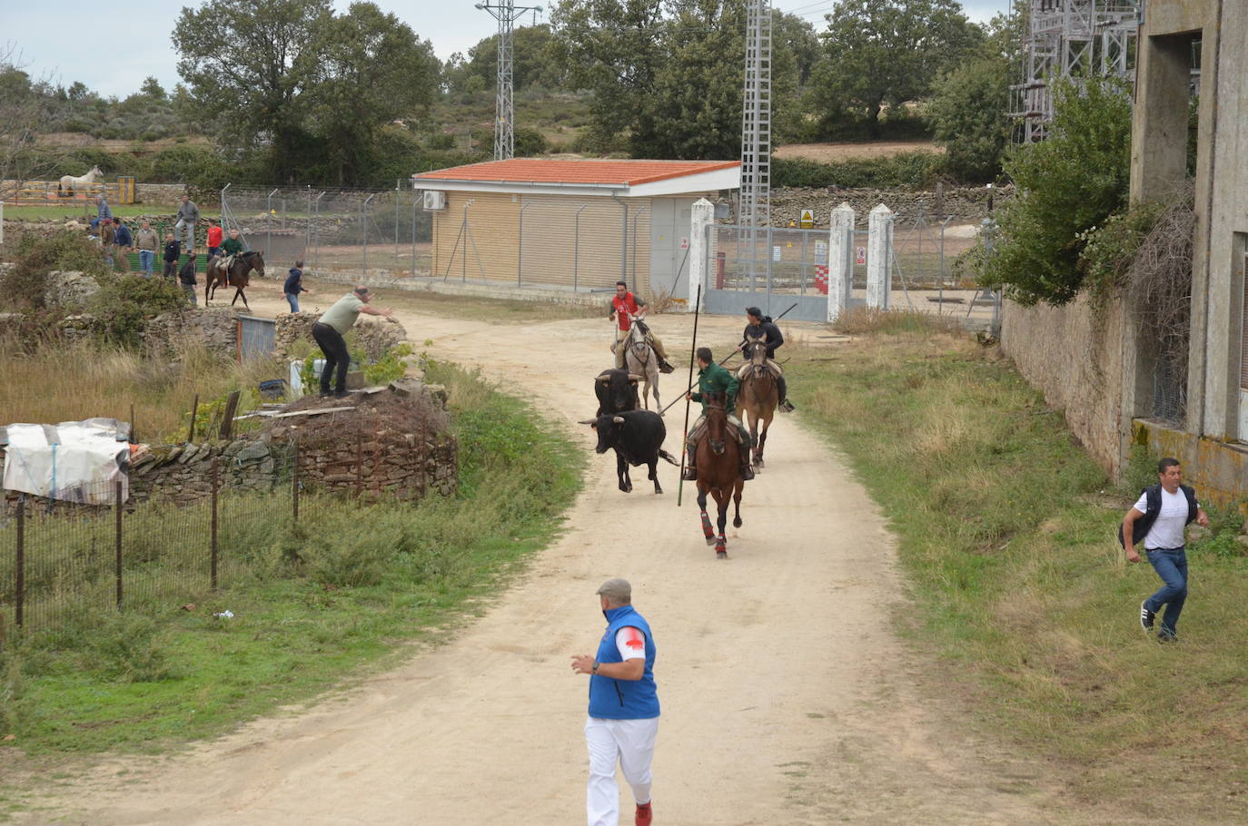 Novillo a la fuga en Barruecopardo