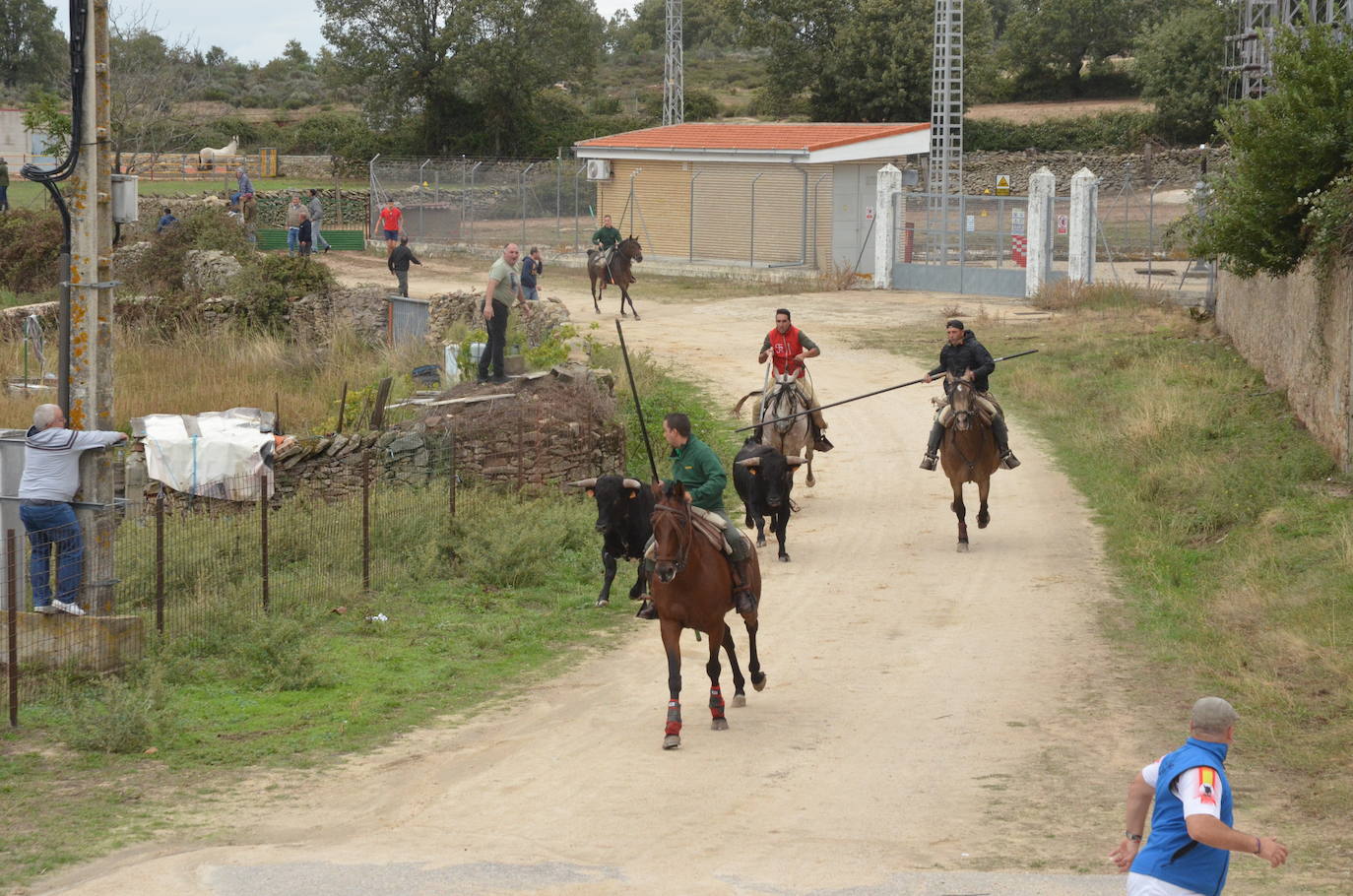 Novillo a la fuga en Barruecopardo