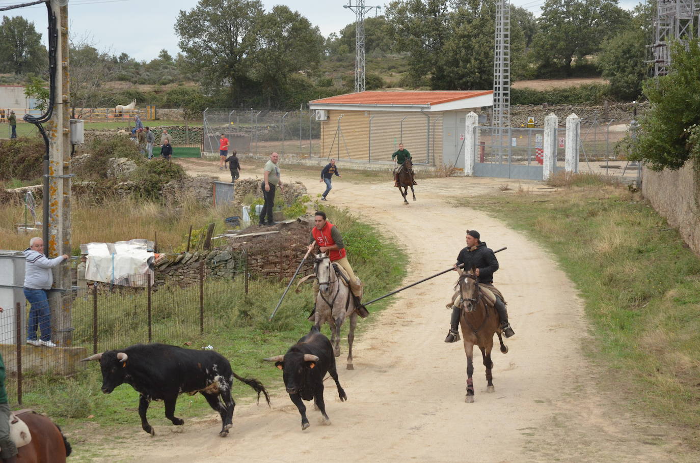 Novillo a la fuga en Barruecopardo