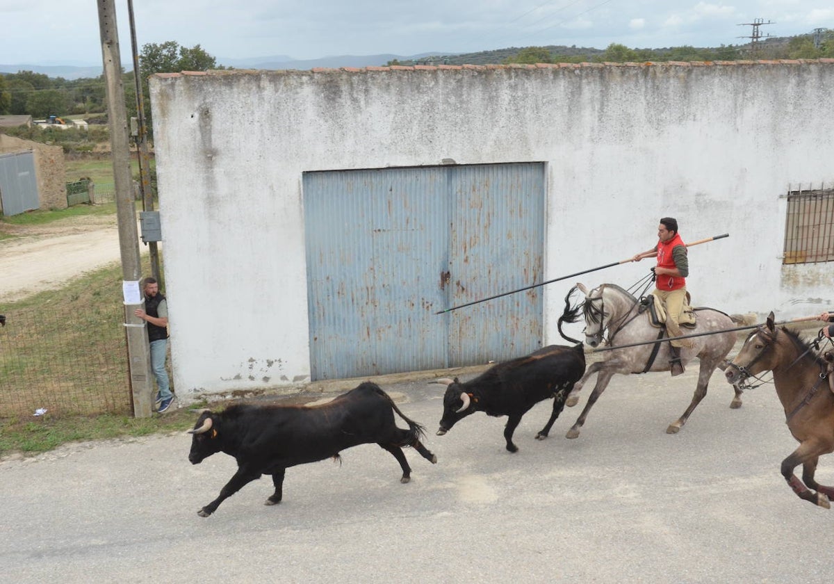 Novillo a la fuga en Barruecopardo