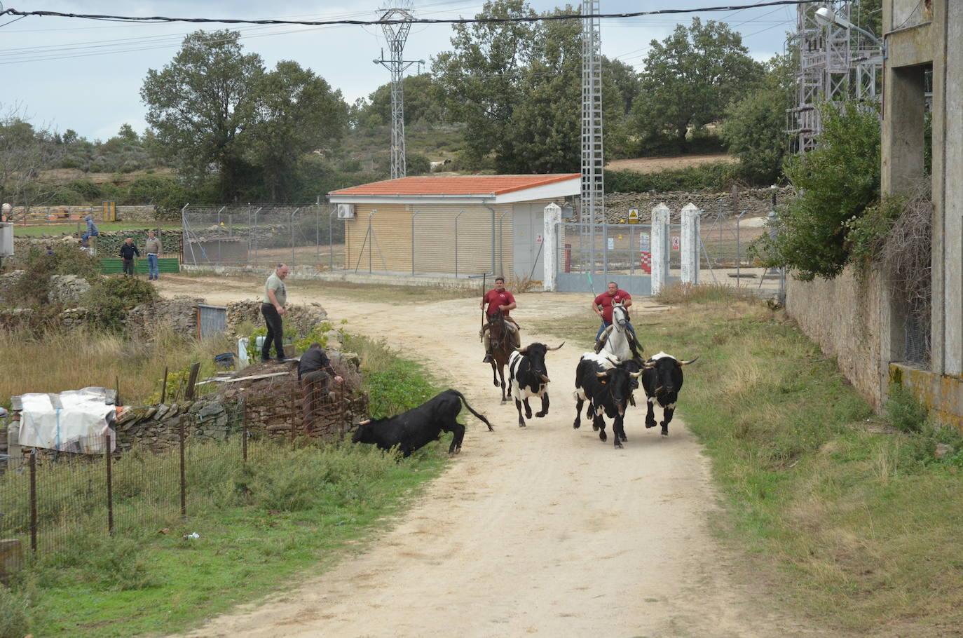 Novillo a la fuga en Barruecopardo