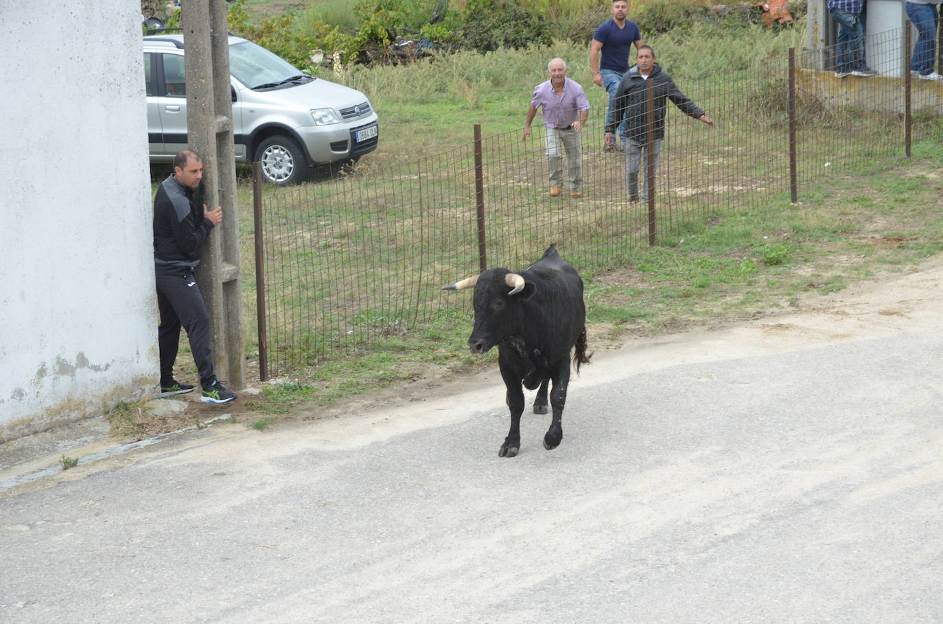 Novillo a la fuga en Barruecopardo