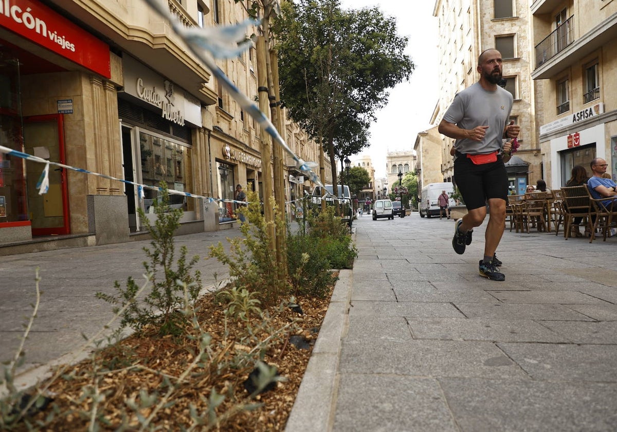 Plantas de especies arbustivas de baja necesidad hídrica en la calle Zamora