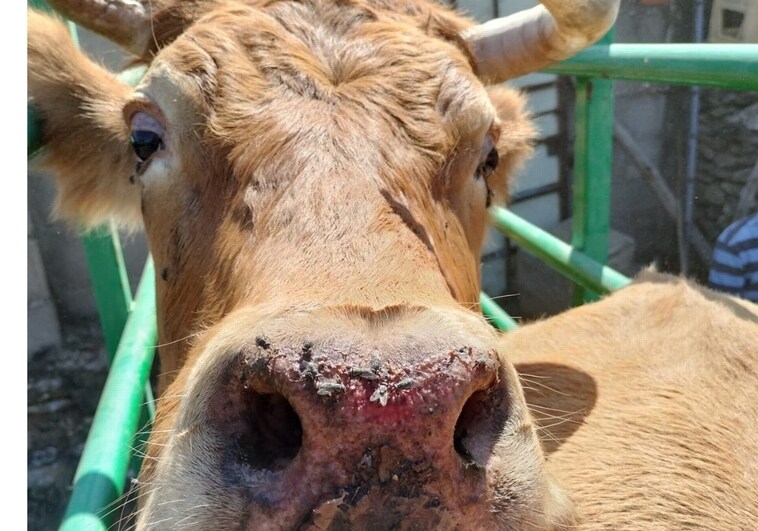 23 casos más del «covid de las vacas»: primeros en Galicia