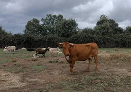 Una vaca con dificultades respiratorias enferma de EHE en una explotación de Olmedo de Camaces.