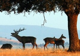 La berrea es la época de celo de los ciervos, que utilizan sus bramidos para marcar territorio y echar a los machos rivales.