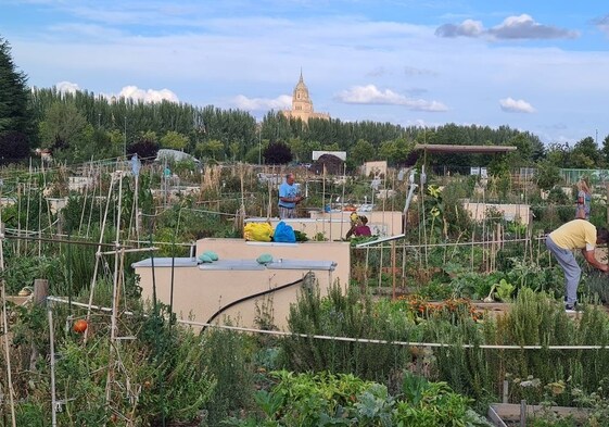 Huertos urbanos de Salamanca: los frutos más saludables de los fondos FEDER