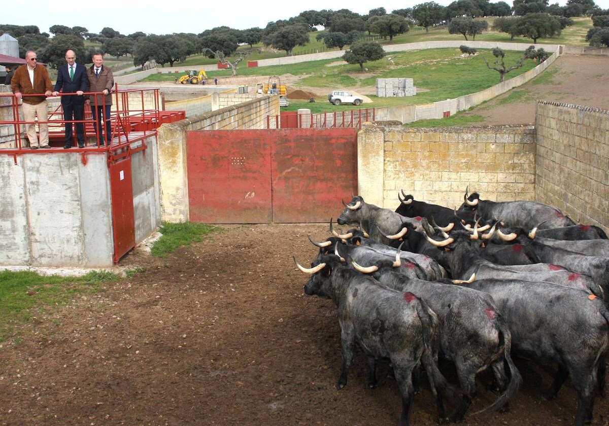 El «covid de las vacas» no hace excepciones: el 40% afectadas en la finca de la Diputación de Salamanca