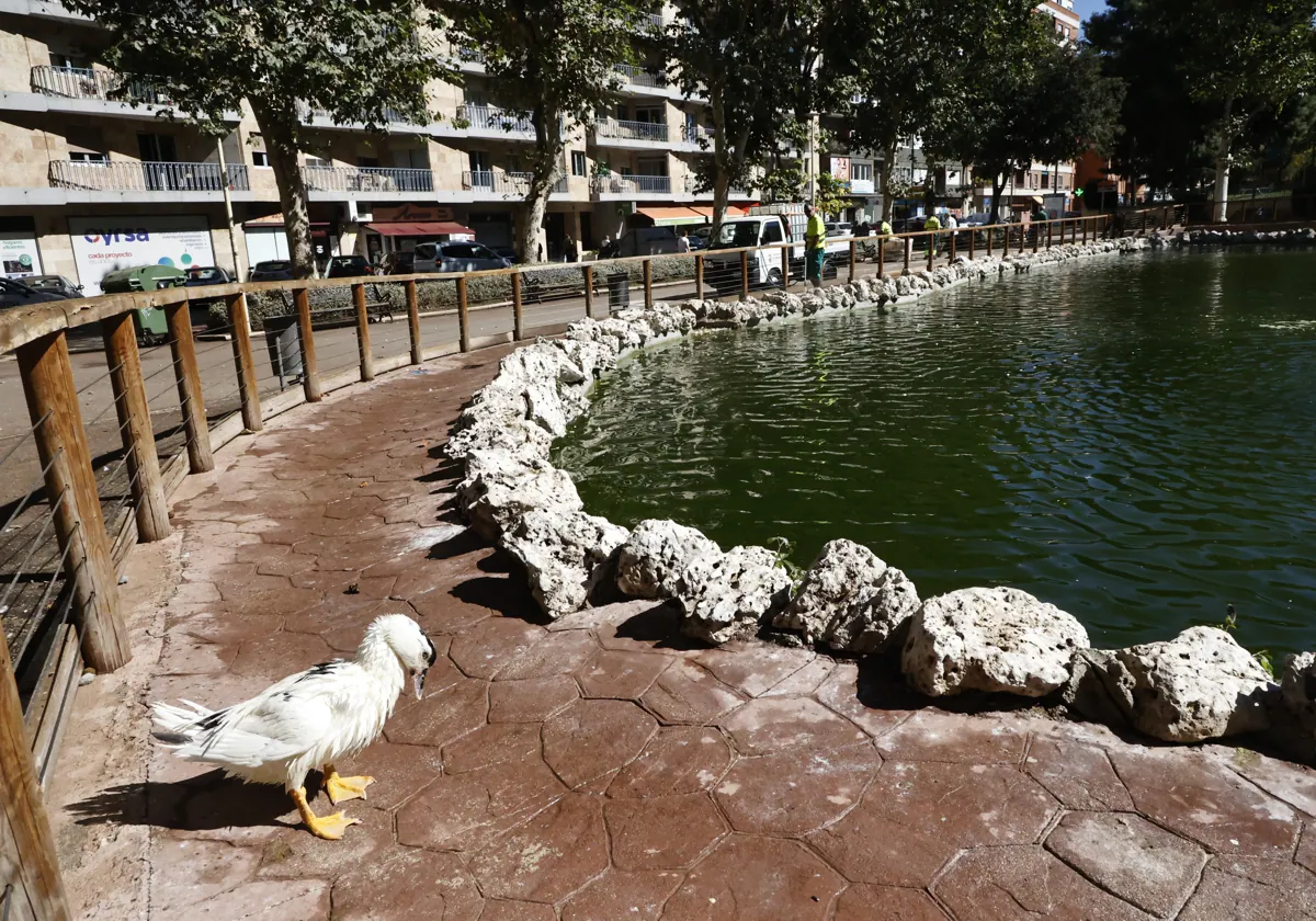 Un pato junto al estanque con el agua verde de La Alamedilla