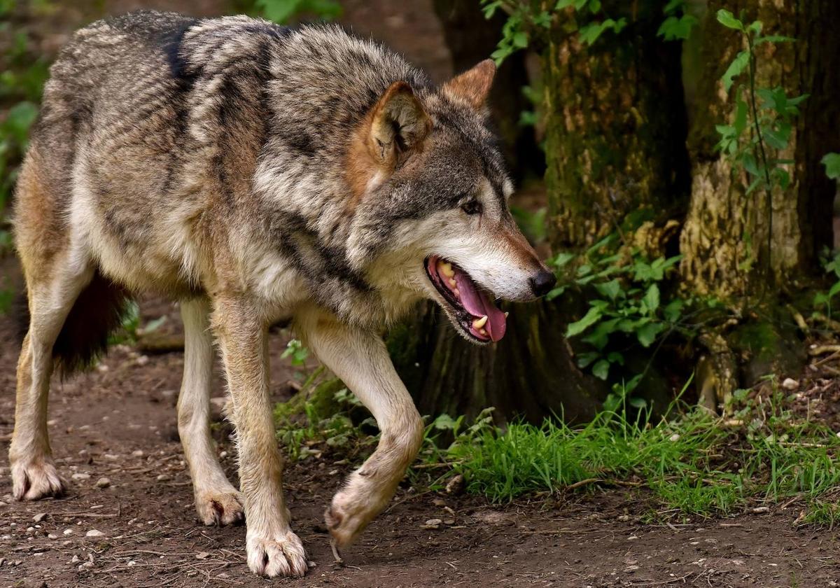 Los ataques del lobo siguen causando estragos en Salamanca