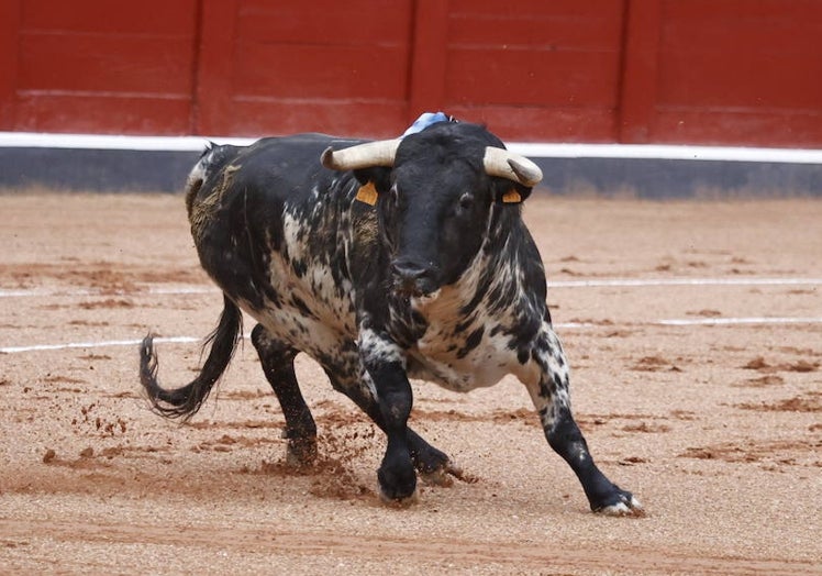 PALMERO (Lorenzo Rodríguez 'Espioja') Nº 5, de 489 kilos Burraco, nacido en enero de 2020. El novillo impactó por su precioso pelaje al pisar el ruedo, empujó en un puyazo y no se aburrió de acometer en una exigente y larga faena con embestidas codiciosas, nobles y vibrantes con un tímido fondo de mansedumbre. Ismael Martín le cortó las dos orejas.