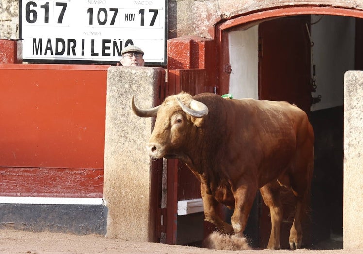 MADRILEÑO (Vellosino). Nº 107, de 617 kilos Colorado, nacido en noviembre de 2017. Uno de los toros del año por su imponente juego, su acometividad, su entrega, fortaleza y temperamento. Un toro agradecido que se entregó sin reserva a la muleta de Perera, que le cortó las dos orejas y fue premiado con la vuelta al ruedo en el arrastre.