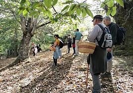 Frenazo a la campaña de las setas