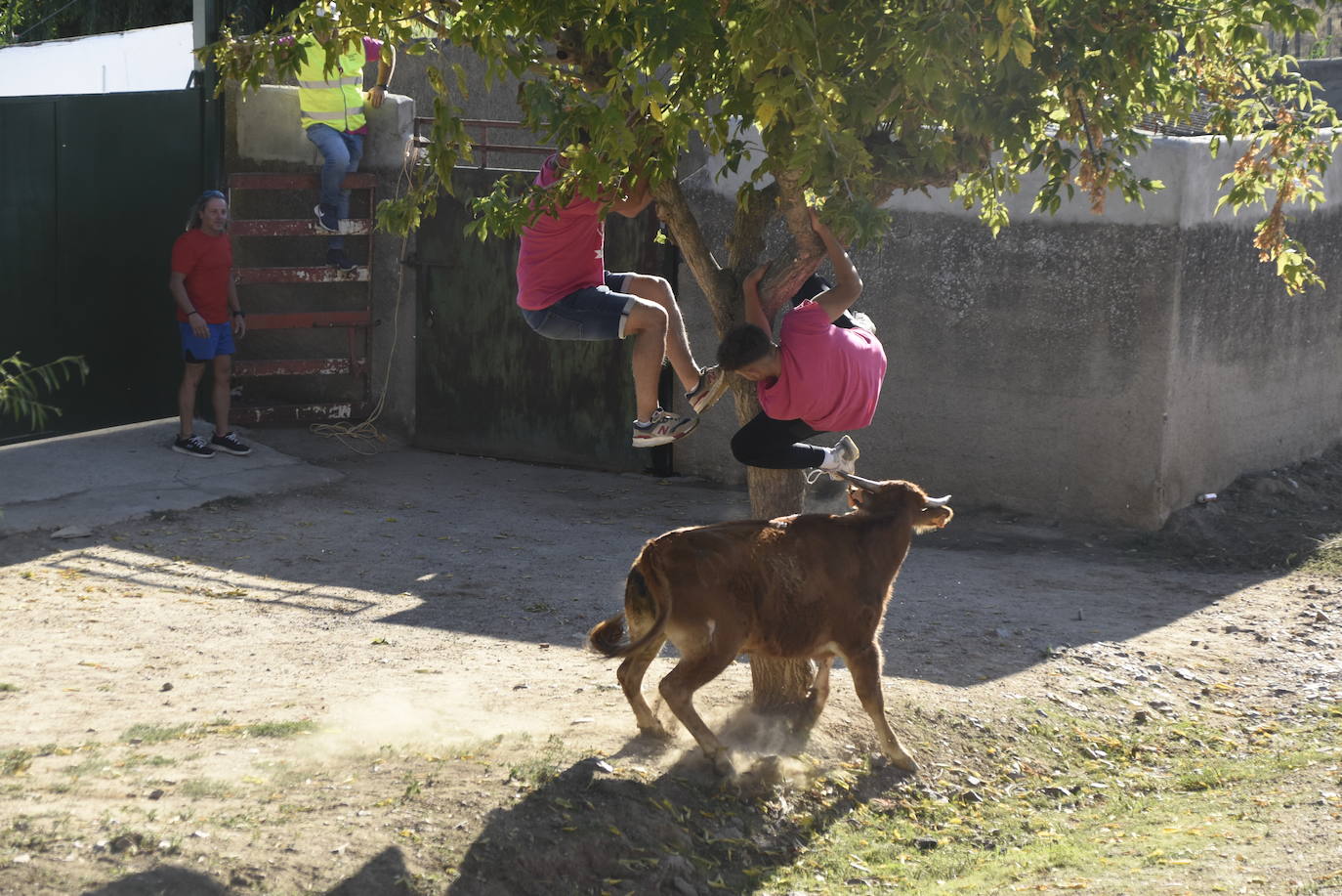 Animado y taurino San Miguel en Pedrotoro