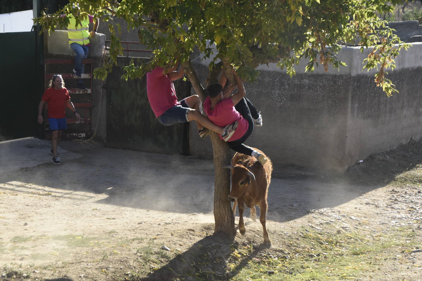 Animado y taurino San Miguel en Pedrotoro