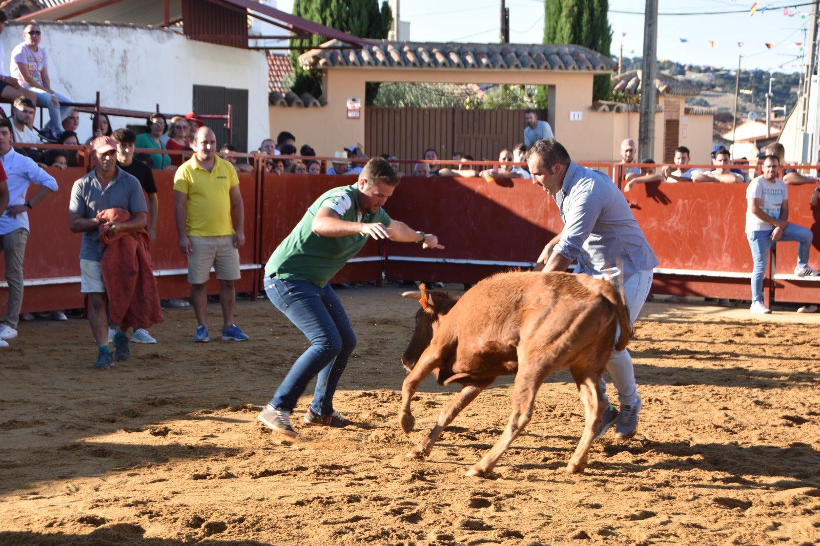 Aldehuela de la Bóveda vibra con el novillo de cajón