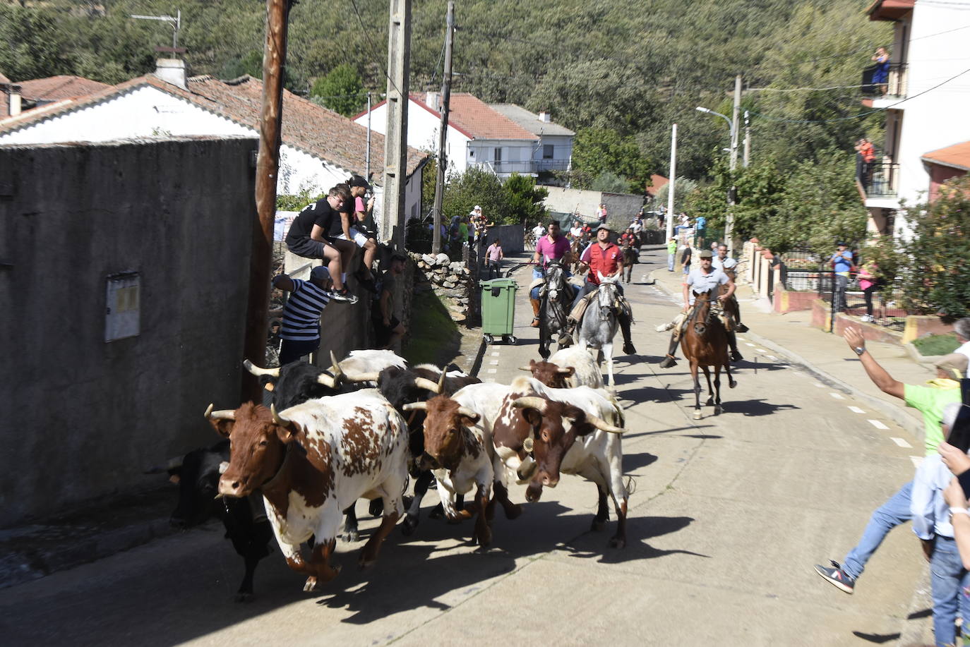 Escabeche y encierro se unen en El Maíllo