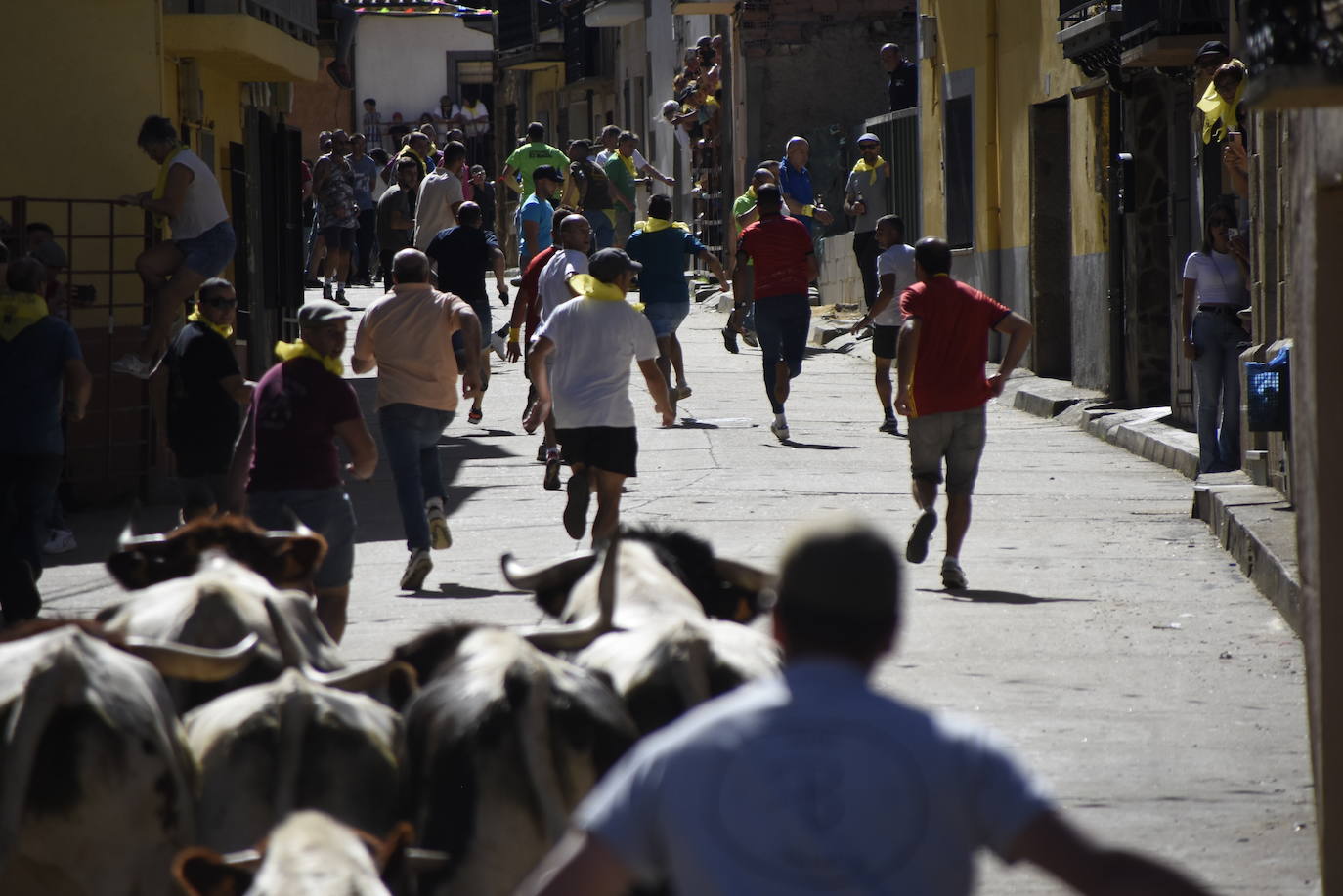 Escabeche y encierro se unen en El Maíllo