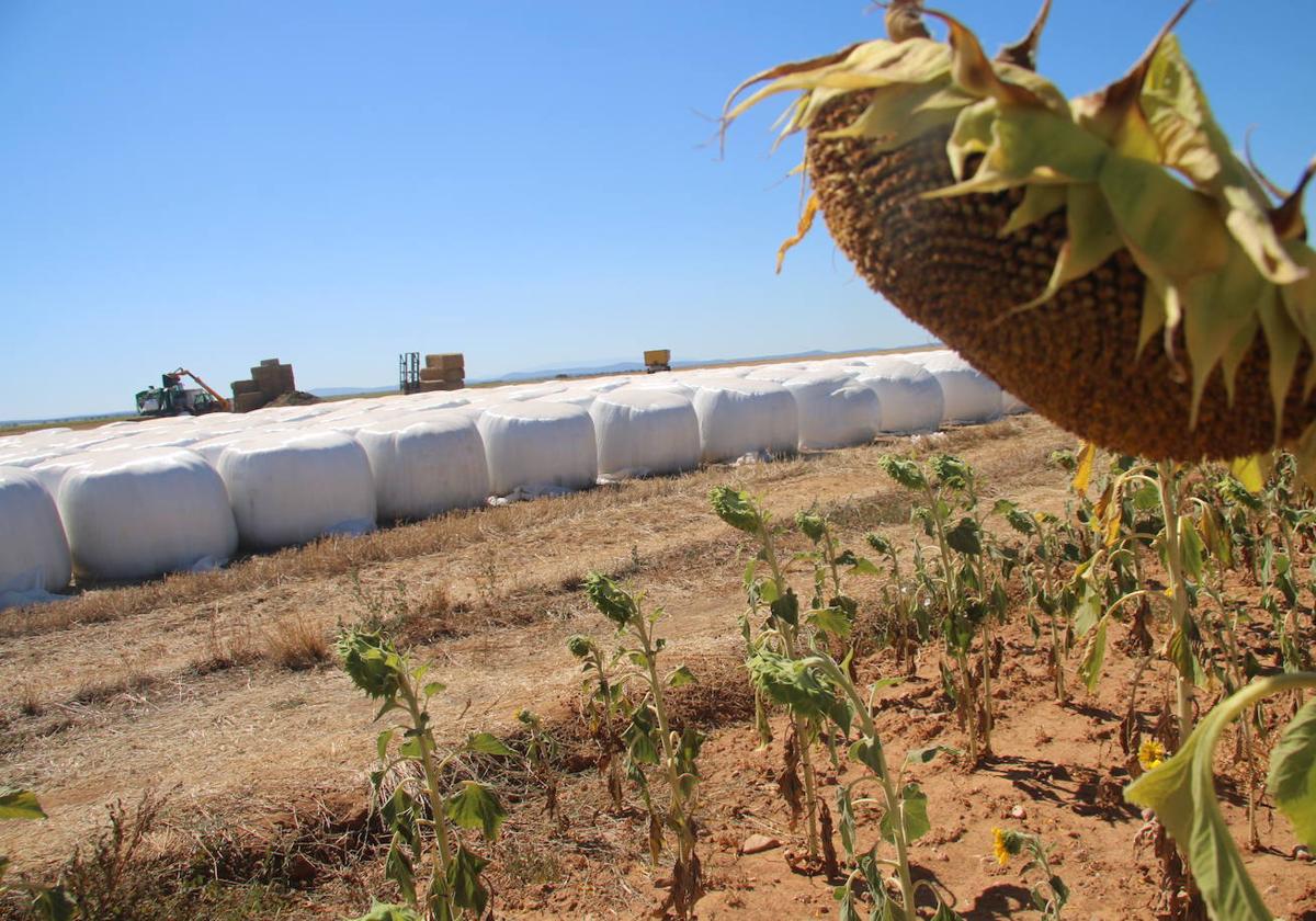 Un cultivo de girasol.