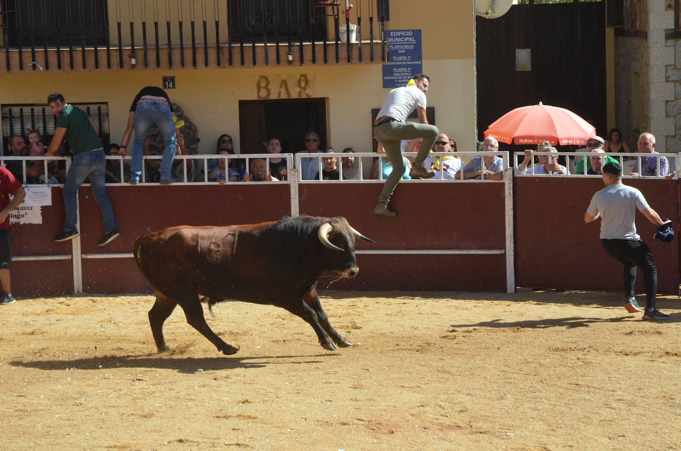 Último encierro en El Maíllo