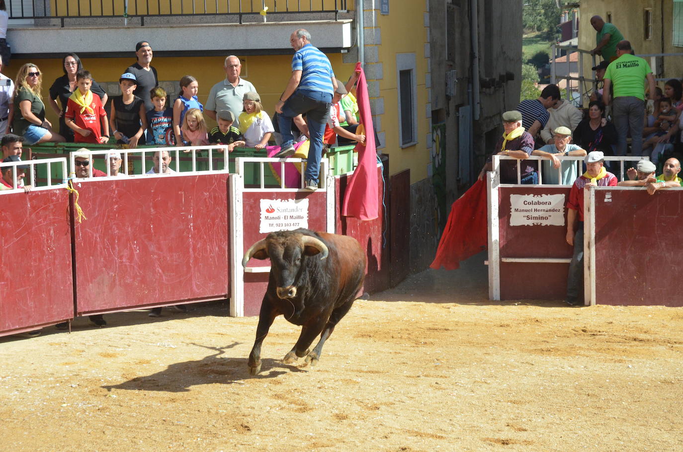 Último encierro en El Maíllo