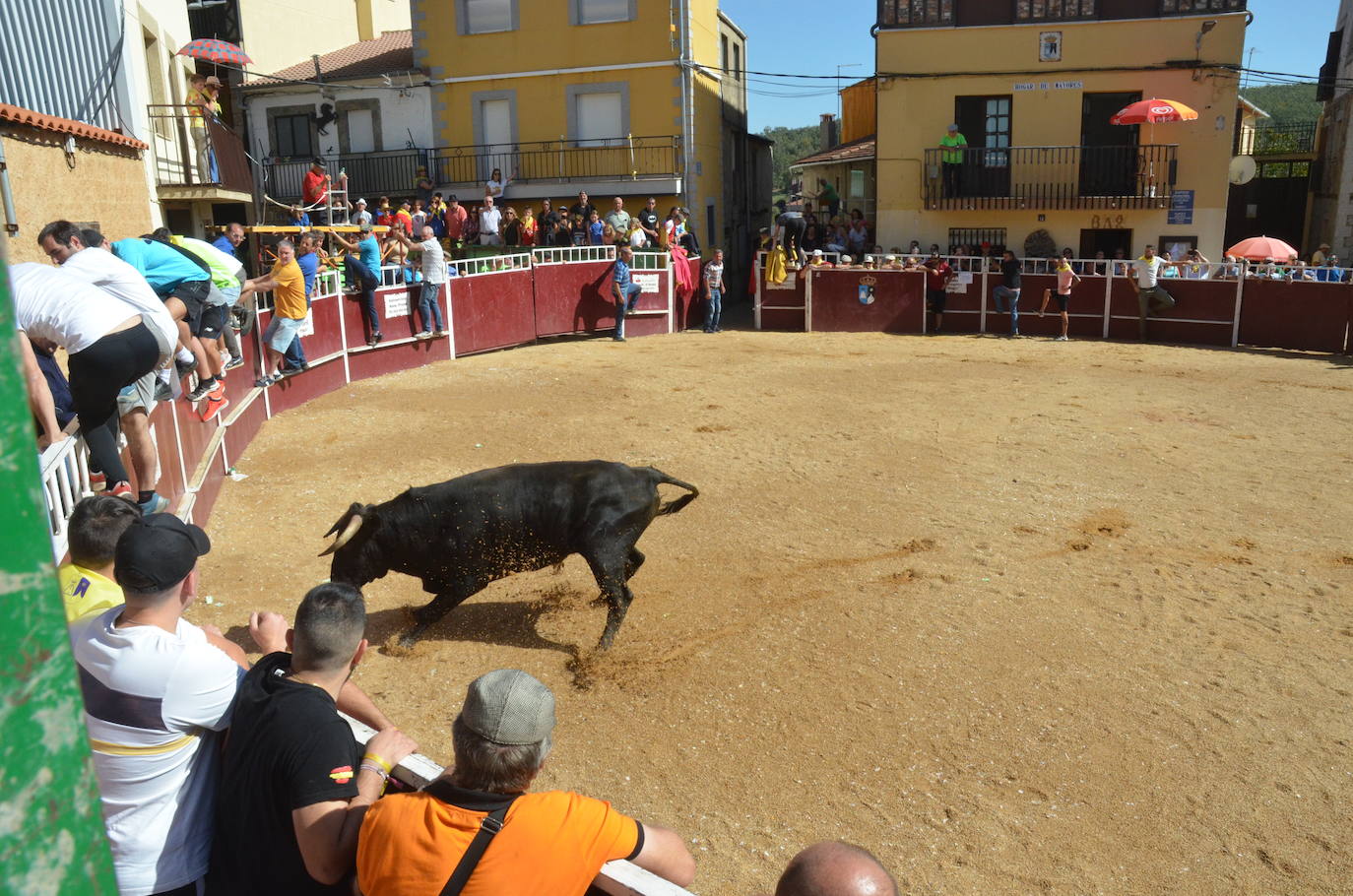 Último encierro en El Maíllo