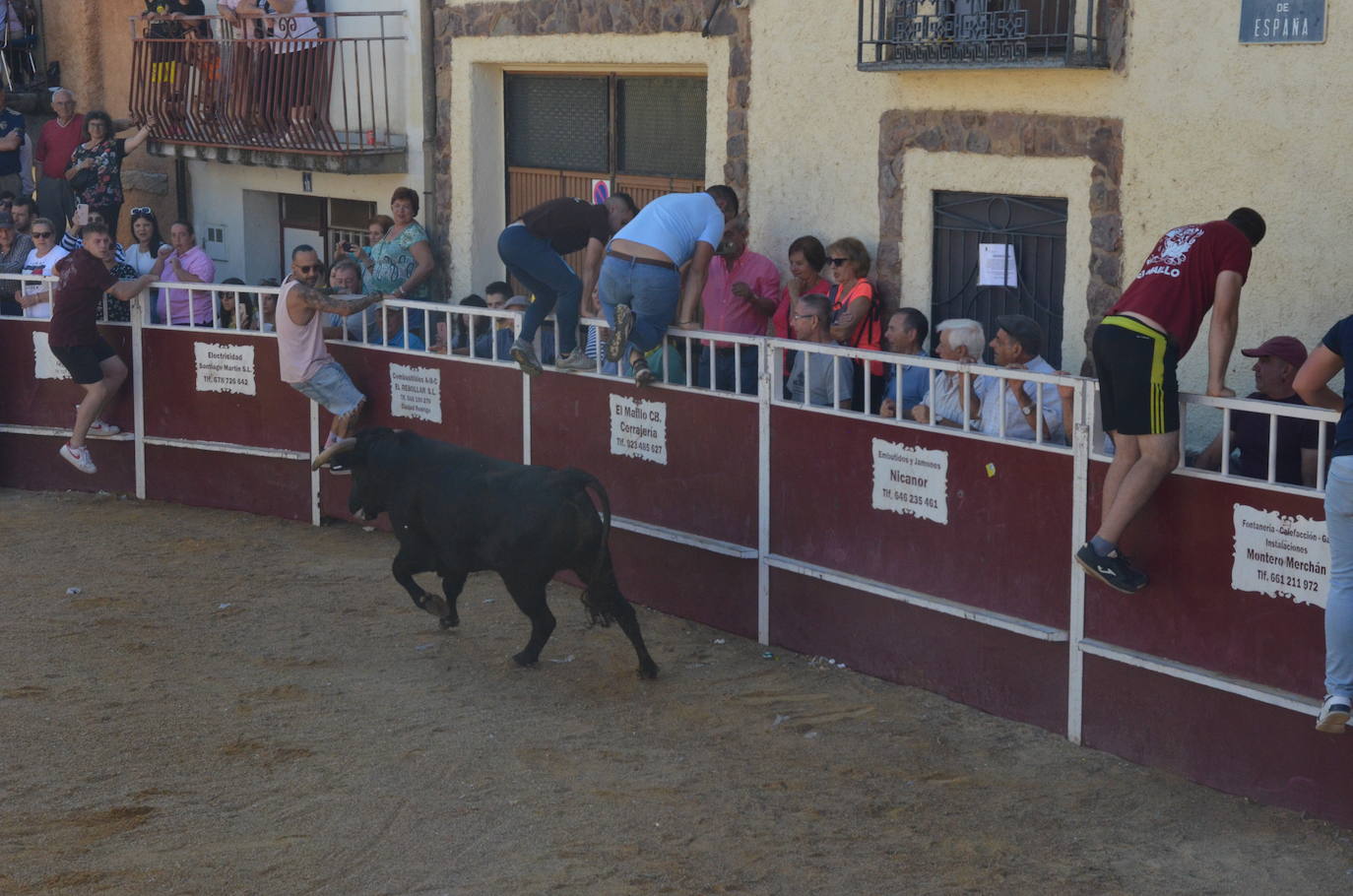 Último encierro en El Maíllo