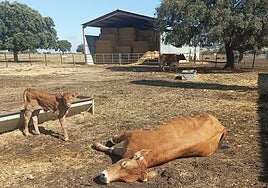Vaca muerta en Salamanca por la EHE junto a su ternero.
